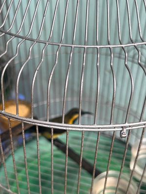 3 con họng đen luôn bộ. Mua bán Chim tại Thành phố Thuận An Bình Dương được đăng bởi thanh