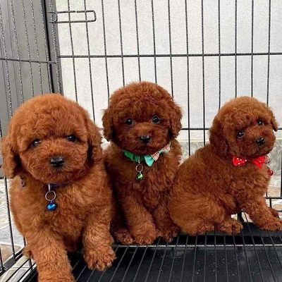 đàn poodle nâu đỏ đực cái có đủ nhà đẻ. Mua bán Chó tại Quận Bình Tân Tp Hồ Chí Minh được đăng bởi chó cảnh nhà đẻ 