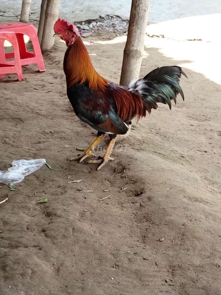 Gà trống 8 tháng màu Đỏ, đen, vàng. Mua bán Gà tại Huyện Trà Cú Trà Vinh được đăng bởi gà đá trà Vinh  hình 1