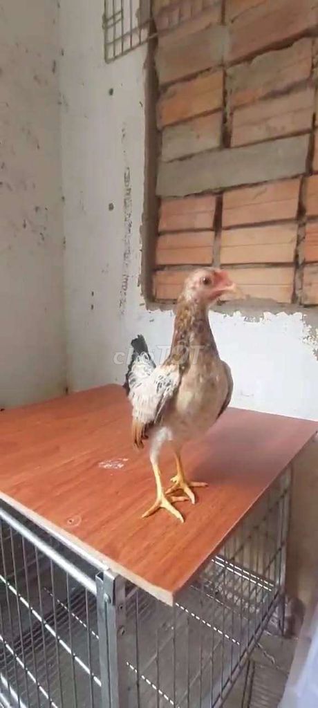 Gà tre cặp 5 tháng tuổi. Mua bán Gà tại Huyện Hóc Môn Tp Hồ Chí Minh được đăng bởi Lê ngọc Tuấn hình 1
