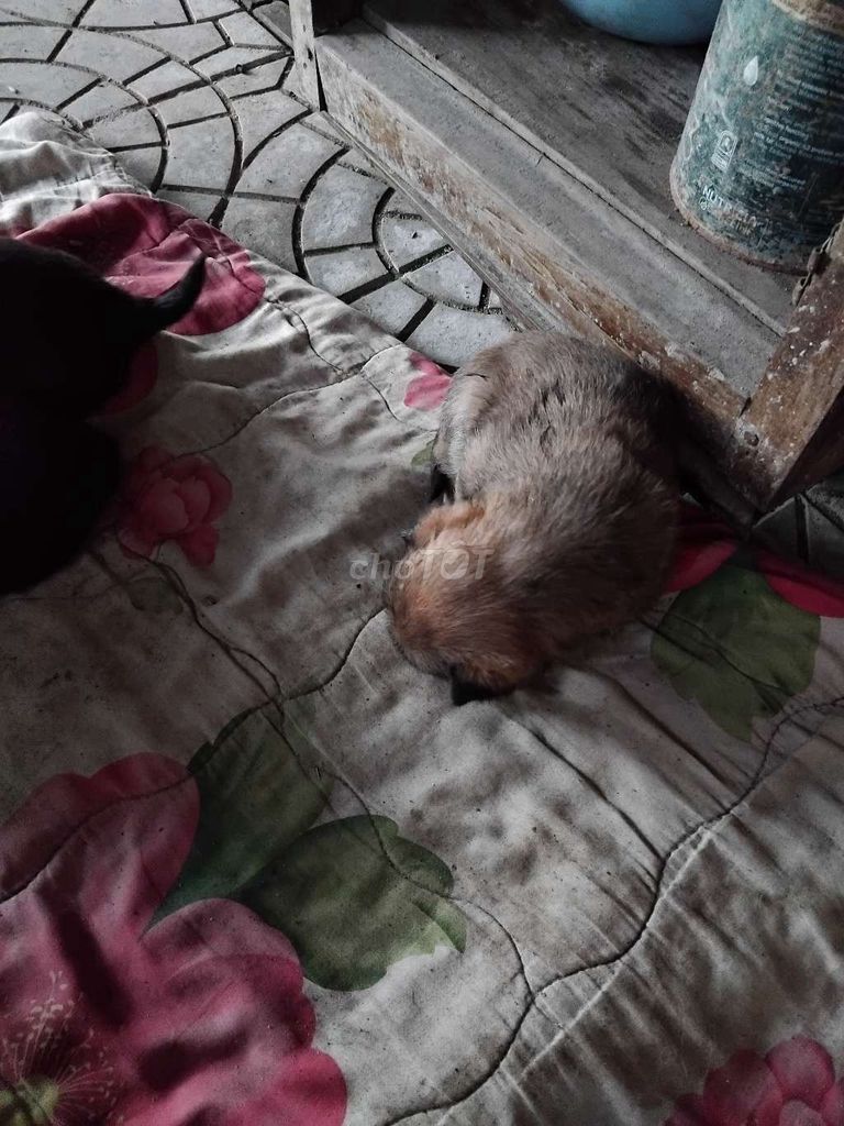 Chó con Đen Nâu. Mua bán Chó tại Thị xã Hương Thủy Thừa Thiên Huế được đăng bởi tran thi thu hien hình 1