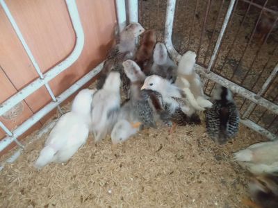 Tân châu giống chuẩn .đẹp. Mua bán Gà tại Quận Thanh Xuân Hà Nội được đăng bởi an