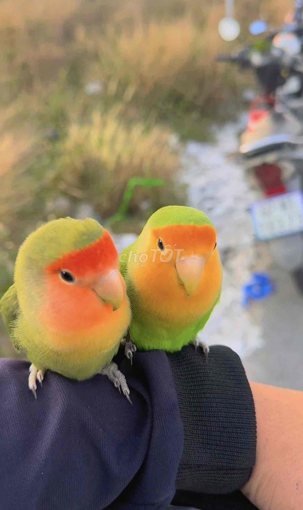 Vẹt Lovebird. Mua bán Chim tại Thành phố Dĩ An Bình Dương được đăng bởi Parrots hình 1