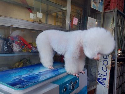 tìm chủ mới cho em poodle cái. Mua bán Chó tại Quận Gò Vấp Tp Hồ Chí Minh được đăng bởi thanhthai632005