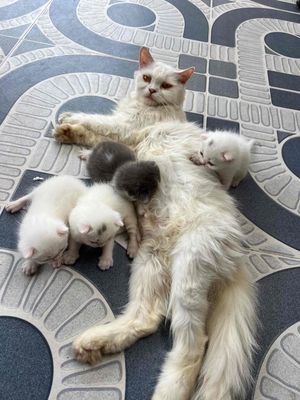 mèo Anh long ngắn trắng thuần chủng hon 1 tháng