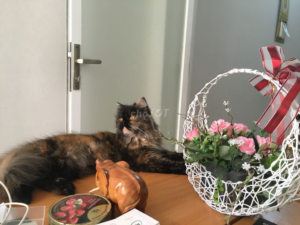 Mèo Ba Tư Cute đã triệt sản. Mua bán Mèo tại Thành phố Thủ Đức Tp Hồ Chí Minh được đăng bởi CucDaisy Pham hình 1