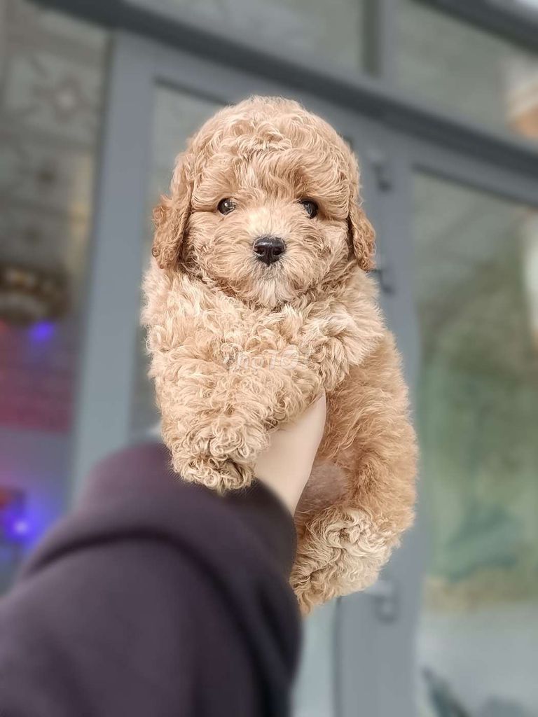 POODLE ĐỰC TINY THUẦN CHỦNG