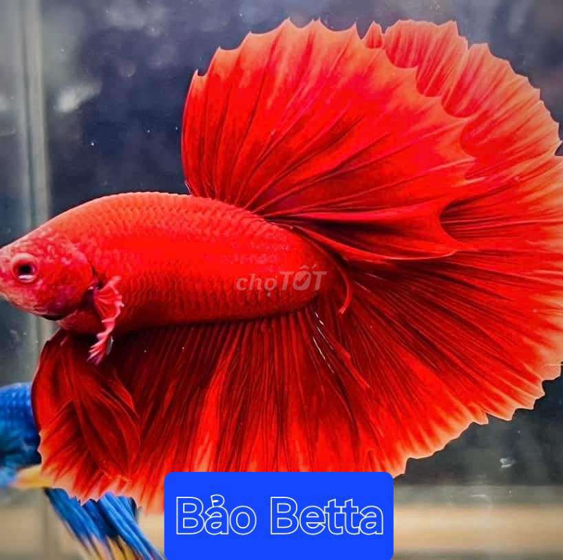 Cá betta red hm