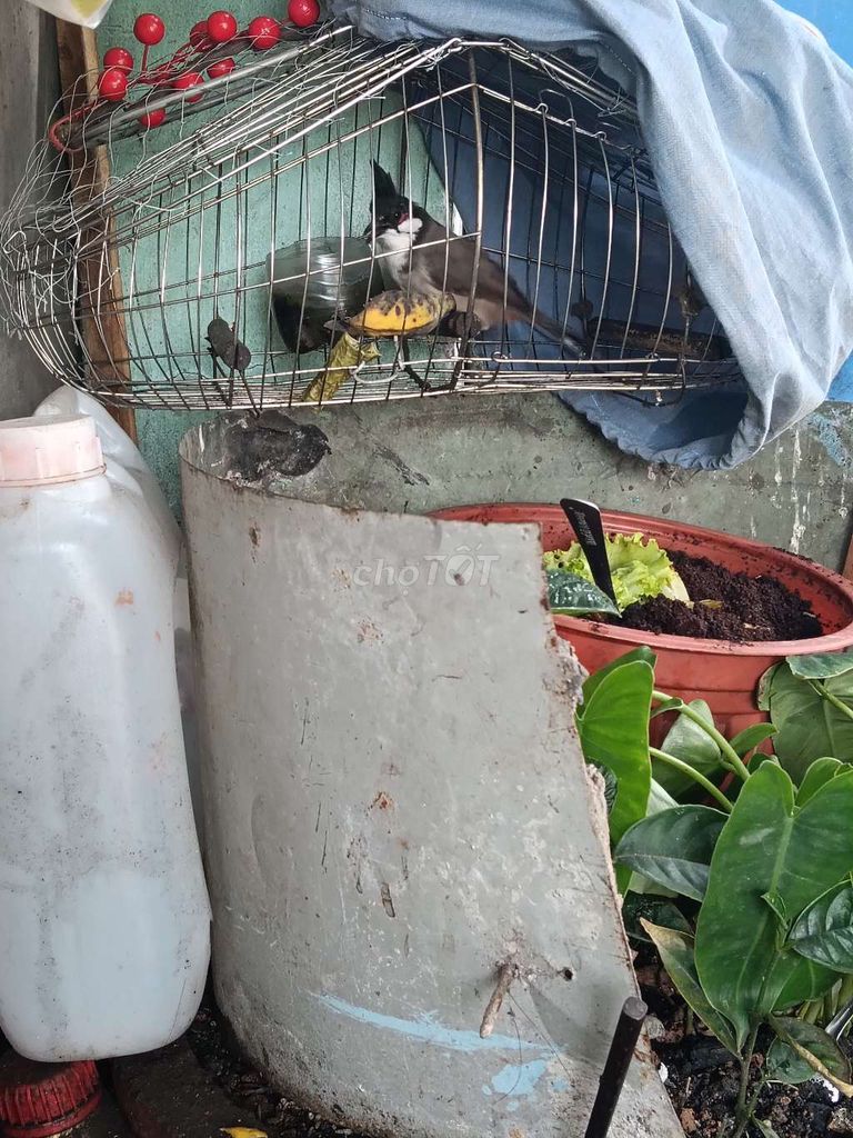 Chim chào mào luôn lụp. Mua bán Chim tại Quận Tân Phú Tp Hồ Chí Minh được đăng bởi a ba hình 1