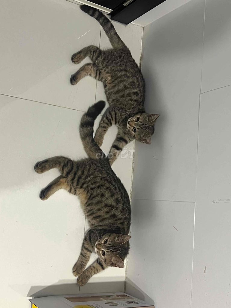 Mèo Bengal lai 4 tháng tuổi đã tiêm 3 mũi. Mua bán Mèo tại Quận 6 Tp Hồ Chí Minh được đăng bởi Nhu Nhu hình 5