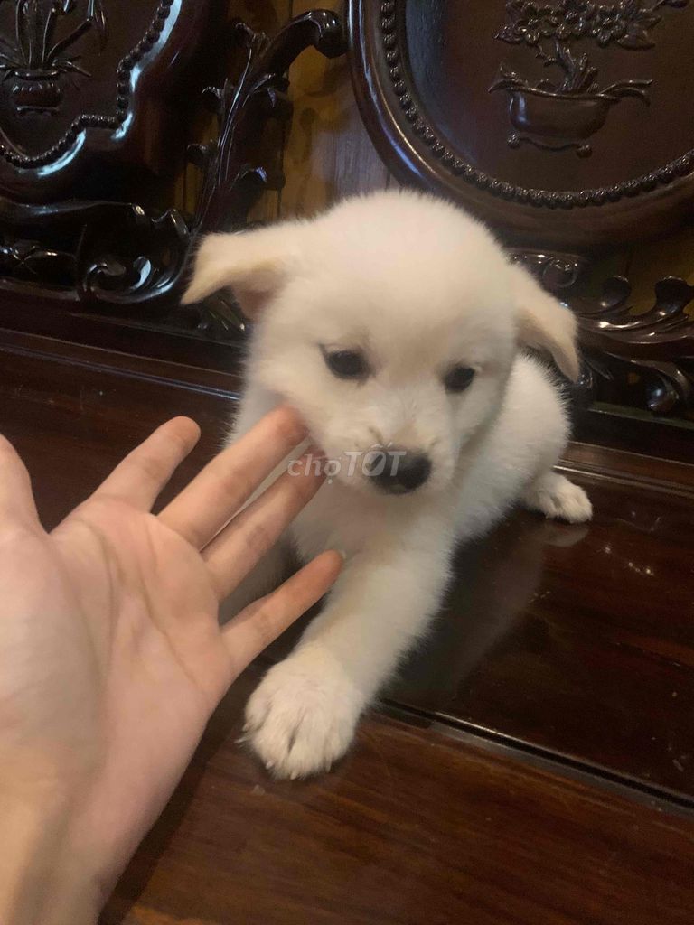 Chó Poodle trắng dáng nhỏ hơn 1 tháng. Mua bán Chó tại Huyện Hoài Đức Hà Nội được đăng bởi ngocanh hình 1