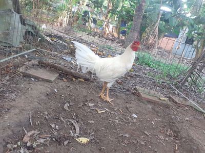 Gà siêu mỹ tơ. Mua bán Gà tại Huyện Gò Quao Kiên Giang được đăng bởi trại gà lai, lò cựa út mân kiên giang ship toàn quốc 
