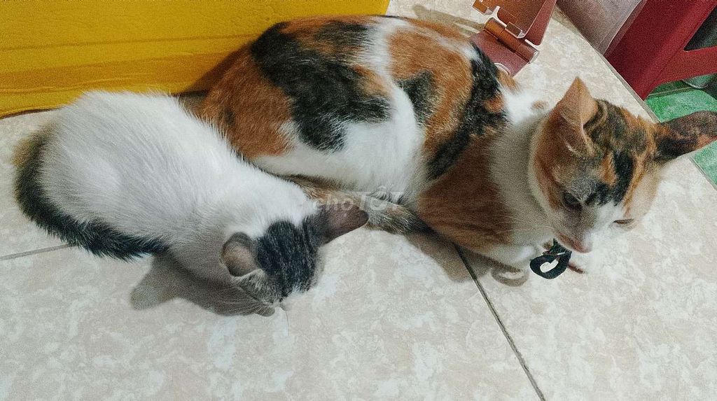 2 Mèo Con. Mua bán Mèo tại Thành phố Thủ Dầu Một Bình Dương được đăng bởi Kmlô Sb hình 5