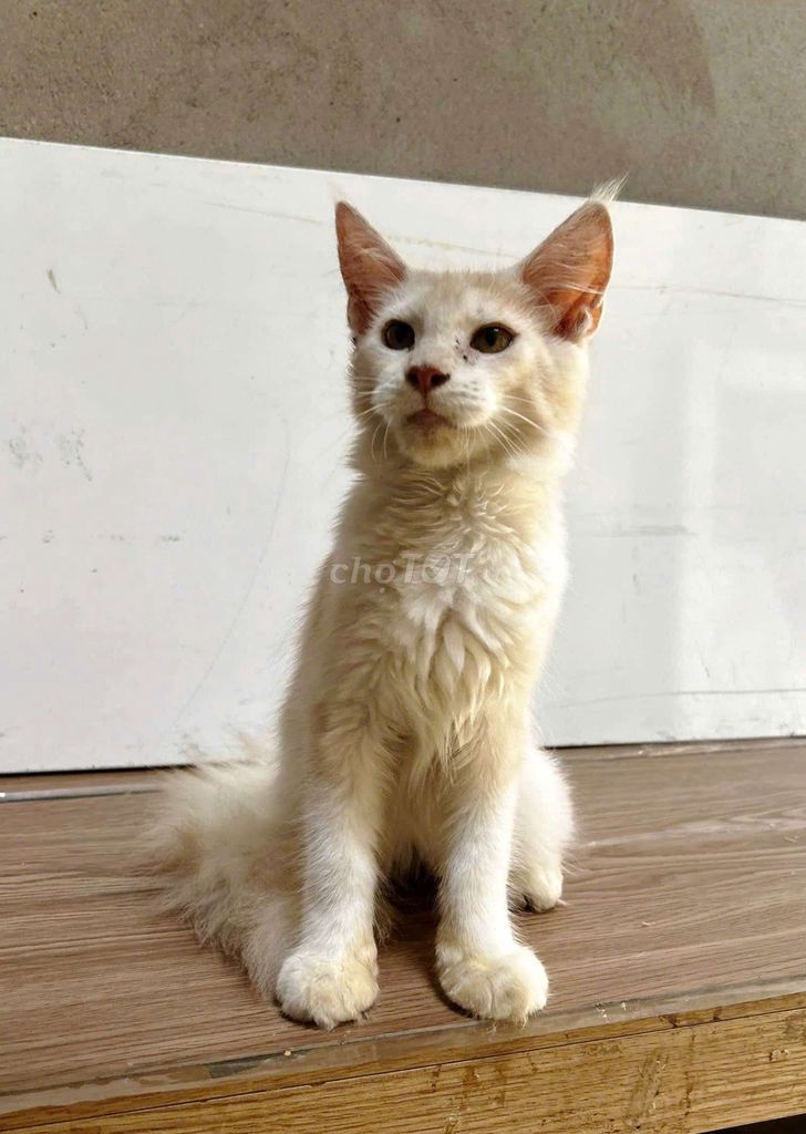 Nghỉ nuôi thanh lý đàn Mèo Maine Coon thuần chủng. Mua bán Mèo tại Thành phố Thủ Đức Tp Hồ Chí Minh được đăng bởi Huy Minh hình 1