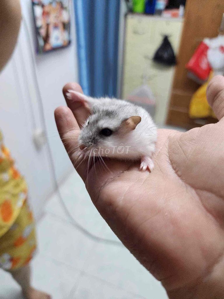 Bán chuột hamster dễ thương các màu