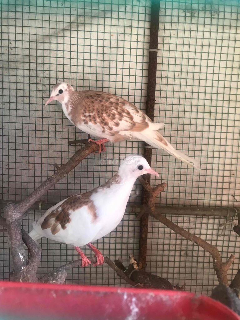 Chim Bồ câu Thái bông 6 tháng. Mua bán Chim tại Thành phố Biên Hòa Đồng Nai được đăng bởi Hòa Real hình 1