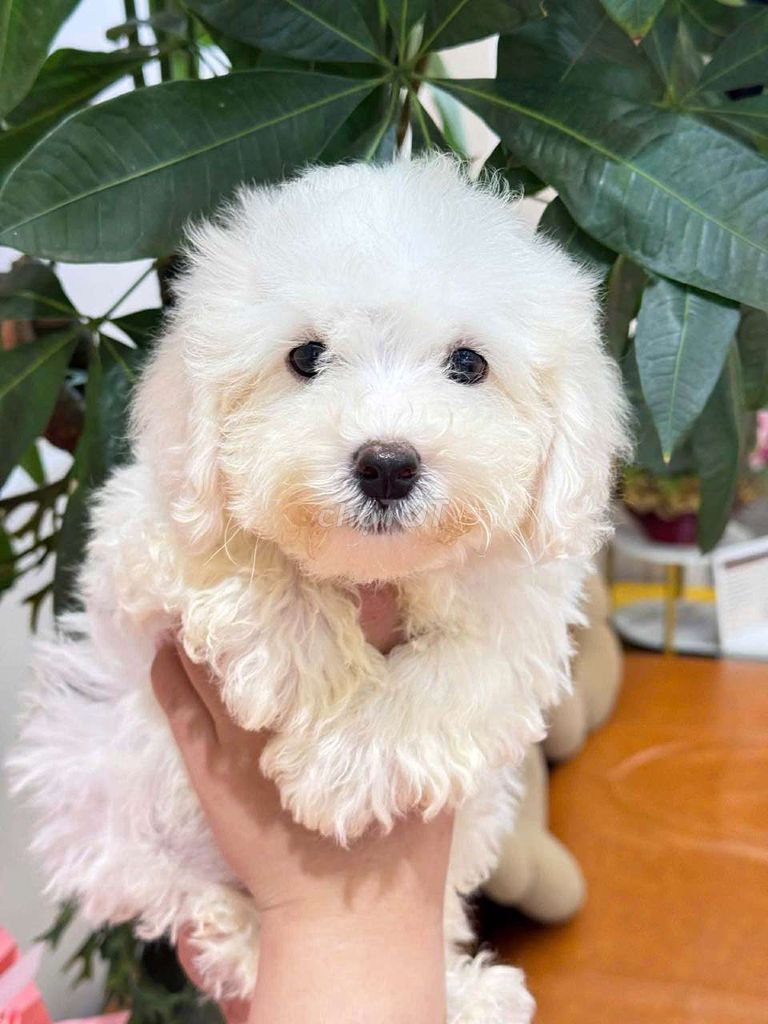 Chó Poodle màu Trắng. Mua bán Chó tại Quận 12 Tp Hồ Chí Minh được đăng bởi Dương hình 1