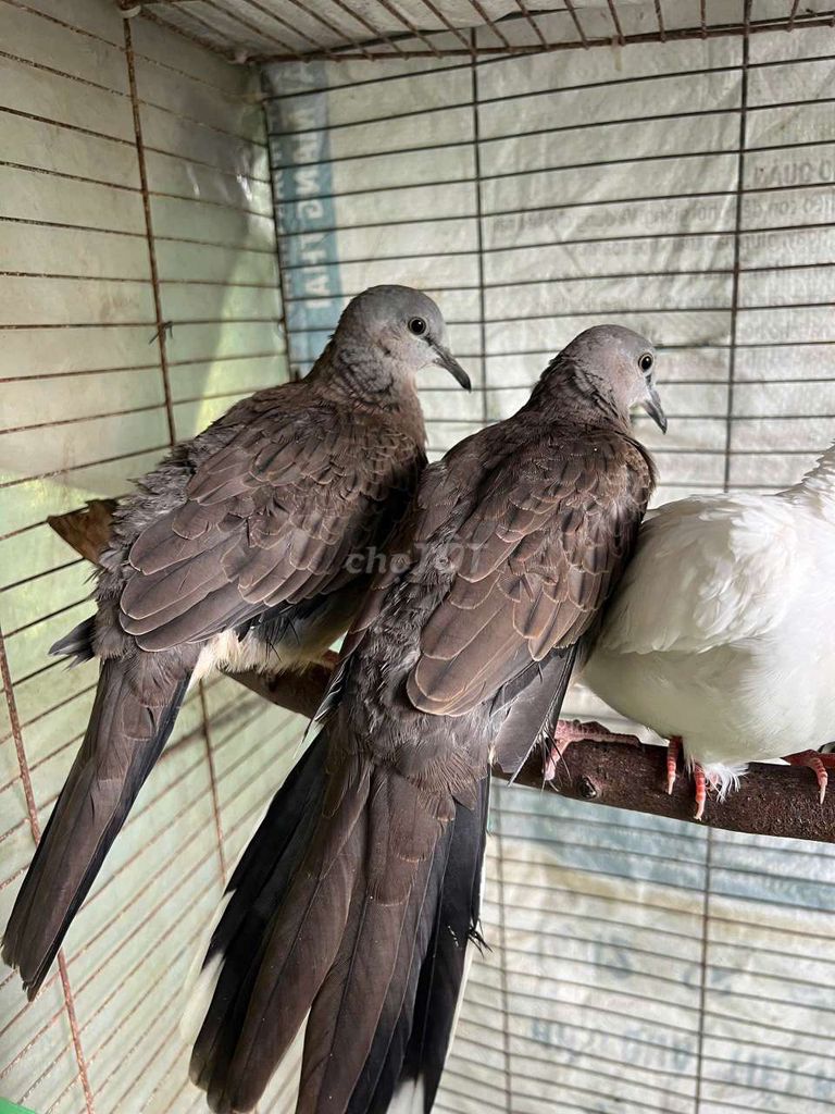 Chim Cu Thái. Mua bán Chim tại Huyện Long Hồ Vĩnh Long được đăng bởi cu gáy thái hình 1