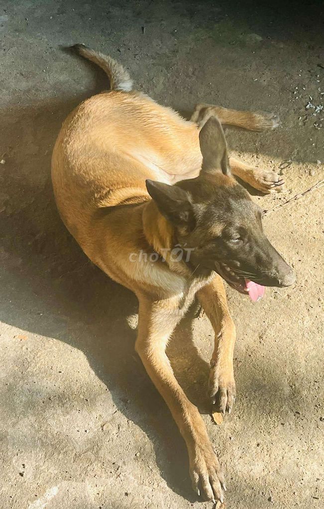 Chó Becgie Bỉ màu Nâu đen. Mua bán Chó tại Quận Liên Chiểu Đà Nẵng được đăng bởi Bánh Canh Tôm Hùm hình 1