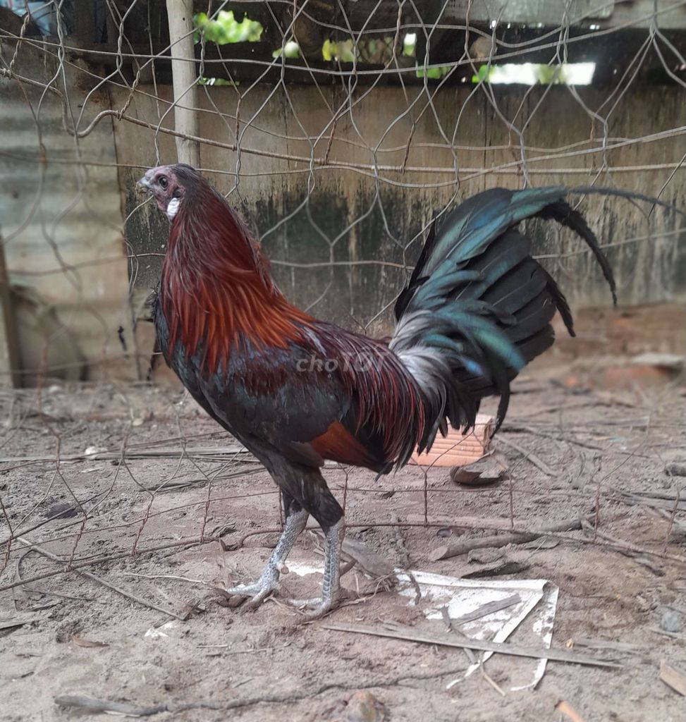 Gà tre Đực 9 tháng Đỏ 1,7kg. Mua bán Gà tại Quận Cái Răng Cần Thơ được đăng bởi Thạnh Lợi hình 1