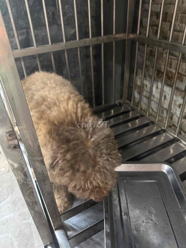 Chó Poodle vàng cát. Mua bán Chó tại Thành phố Dĩ An Bình Dương được đăng bởi Chinh hình 1