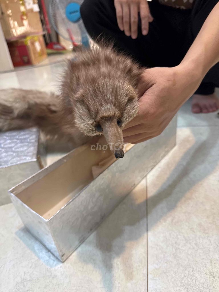 khăn choàng lông chồn - Si Nhật. Mua bán Phụ kiện thời trang khác tại Huyện Bình Chánh Tp Hồ Chí Minh được đăng bởi SHOP SI JP hình 1
