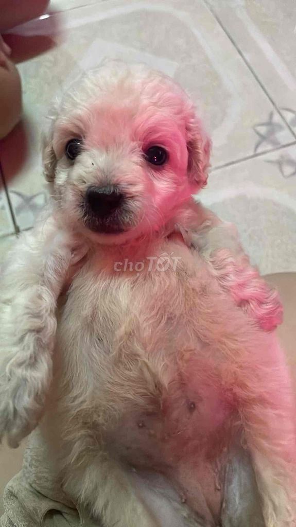 Chó Poodle nhiều màu. Mua bán Chó tại Quận 6 Tp Hồ Chí Minh được đăng bởi Tuyết Nhi hình 1