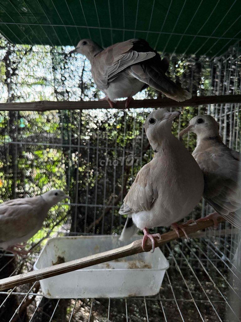 Chim Cu Pháp Xám trắng. Mua bán Chim tại Huyện Ninh Phước Ninh Thuận được đăng bởi Dương ngữ hình 1