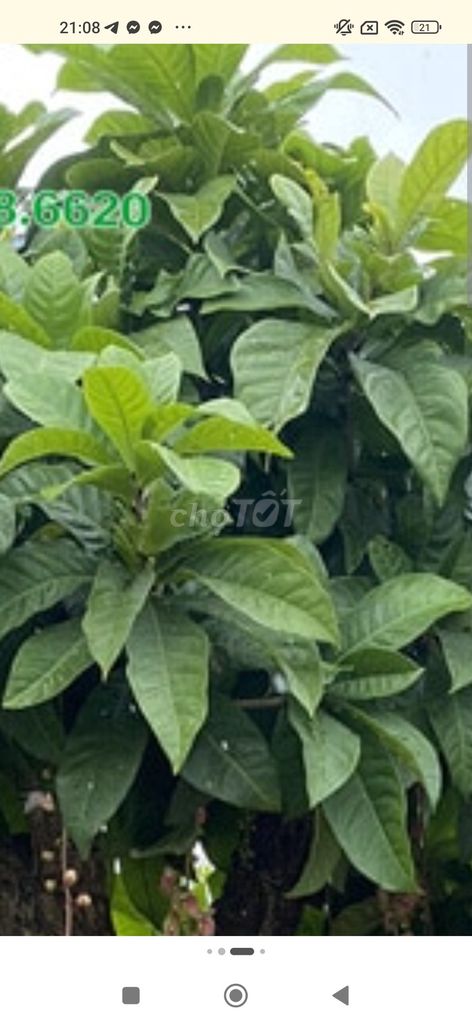 Cây Lộc vừng 5m Xanh tốt. Mua bán Cây cảnh, đồ trang trí tại Huyện Bình Chánh Tp Hồ Chí Minh được đăng bởi Lê quang huy hình 1