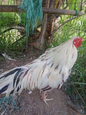 Gà bướm 2k8. Mua bán Gà tại Huyện Càng Long Trà Vinh được đăng bởi huynh long