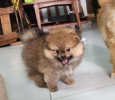 Phốc sóc form nhỏ