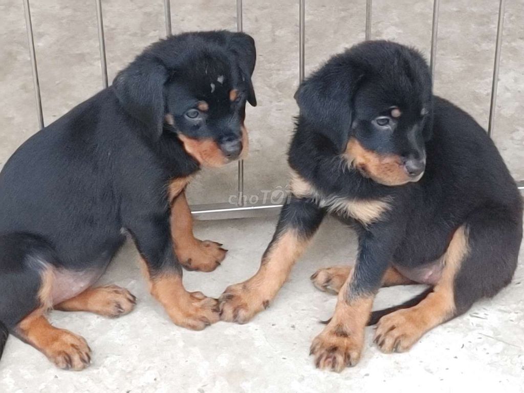 Chó Rottweiler.BHĐN