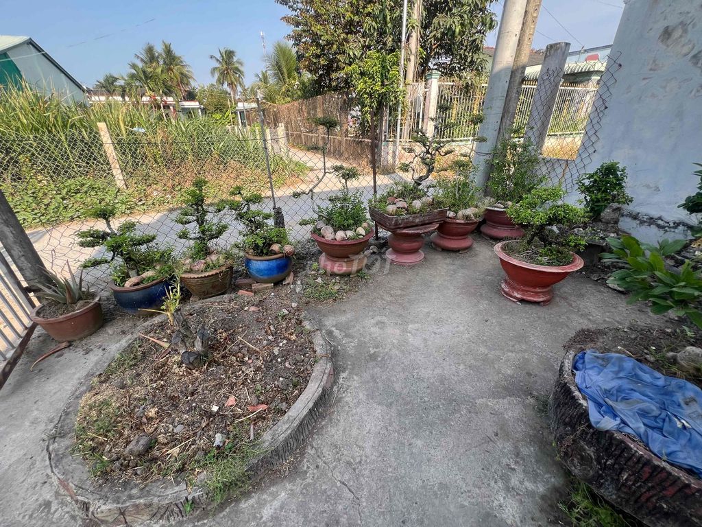 Cây cảnh Bonsai. Mua bán Cây cảnh, đồ trang trí tại Huyện Tân Trụ Long An được đăng bởi Châu Thanh Tiến hình 1
