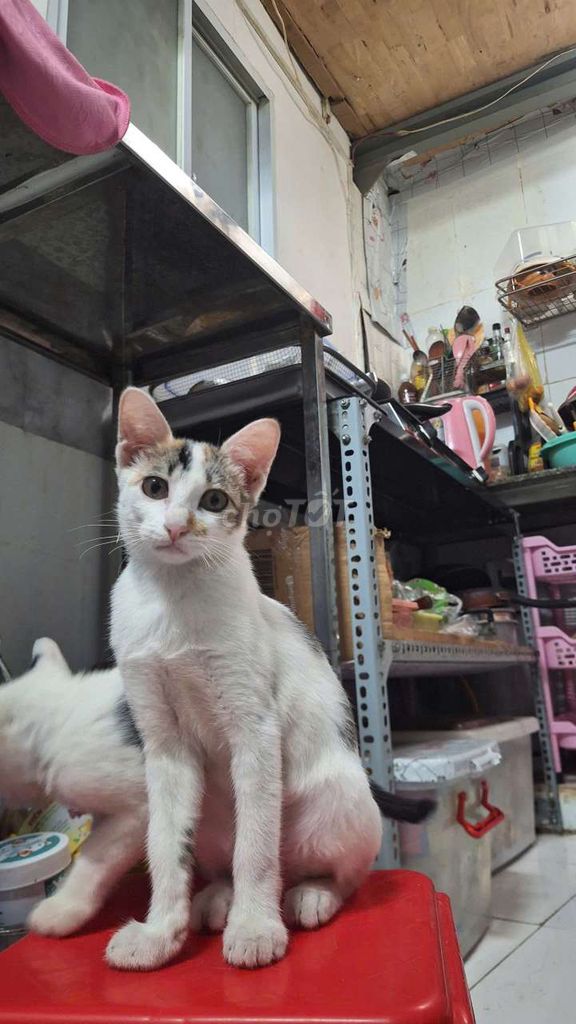 Tặng bé mèo tam thể cái dễ thương 3 tháng. Mua bán Mèo tại Quận 7 Tp Hồ Chí Minh được đăng bởi Nhã My hình 1