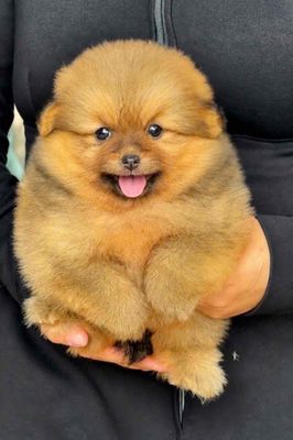 Chó Phốc Sóc vàng & vàng xám 2 tháng đã tiêm