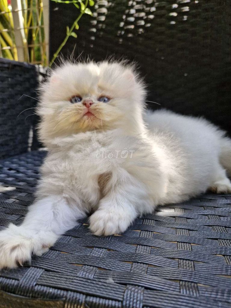 Mèo golden thích hợp làm giống. Mua bán Mèo tại Quận Tân Phú Tp Hồ Chí Minh được đăng bởi Võ phương hình 1