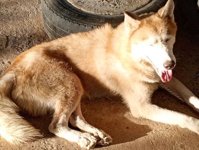 Chó Husky đực lông lá bóng dợn khỏe mạnh