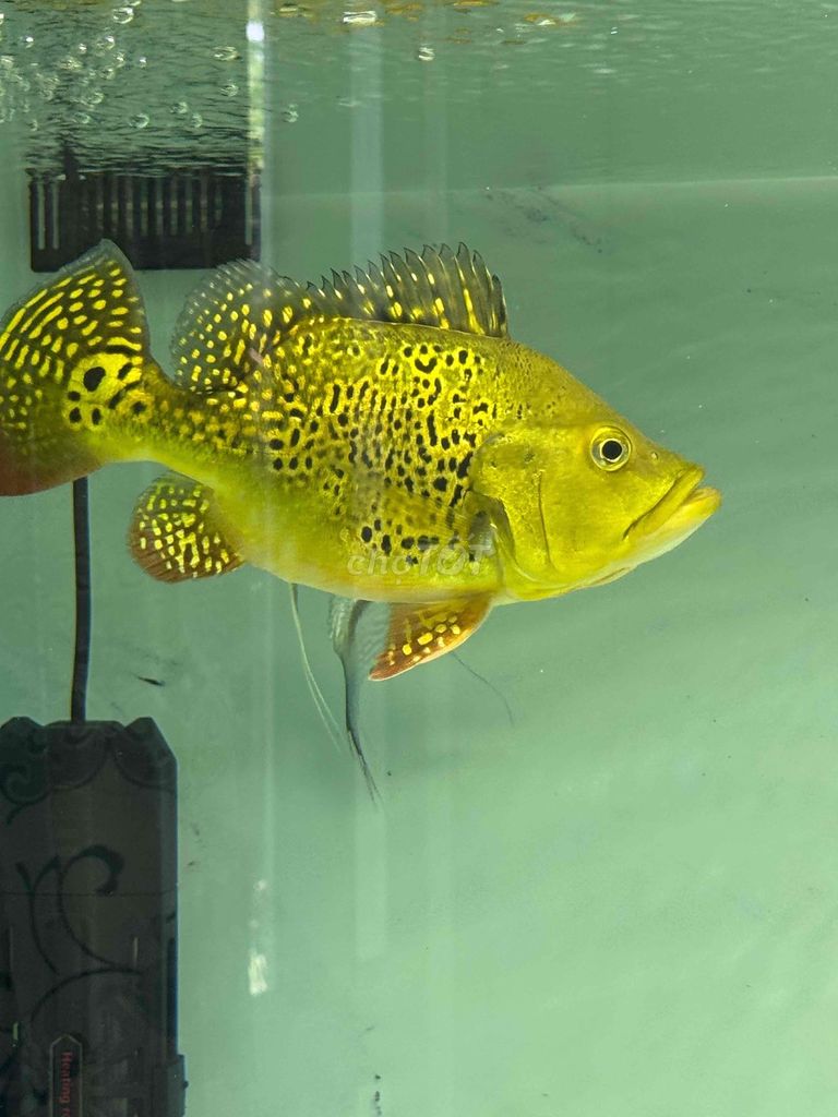 Cá Hoàng Bảo Yến Kel màu Vàng. Mua bán Thú cưng khác tại Thành phố Thủ Đức Tp Hồ Chí Minh được đăng bởi tri hình 1