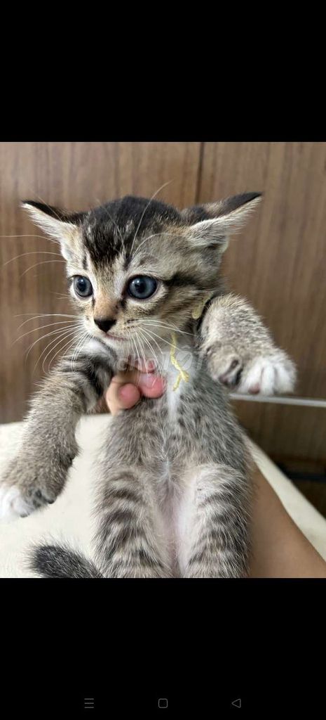 Mèo Vằn 2 tháng. Mua bán Mèo tại Quận 3 Tp Hồ Chí Minh được đăng bởi Diệp Sinh hình 1