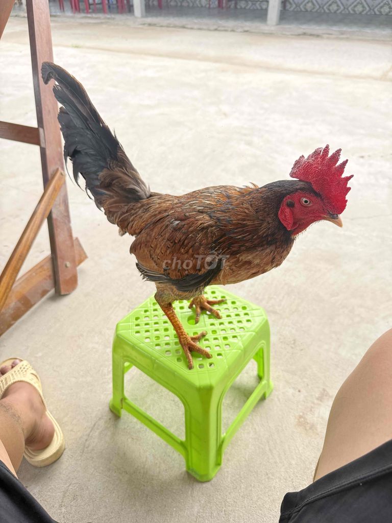 Gà Nâu đỏ 2.6kg. Mua bán Gà tại Huyện Vĩnh Lợi Bạc Liêu được đăng bởi thái hình 1
