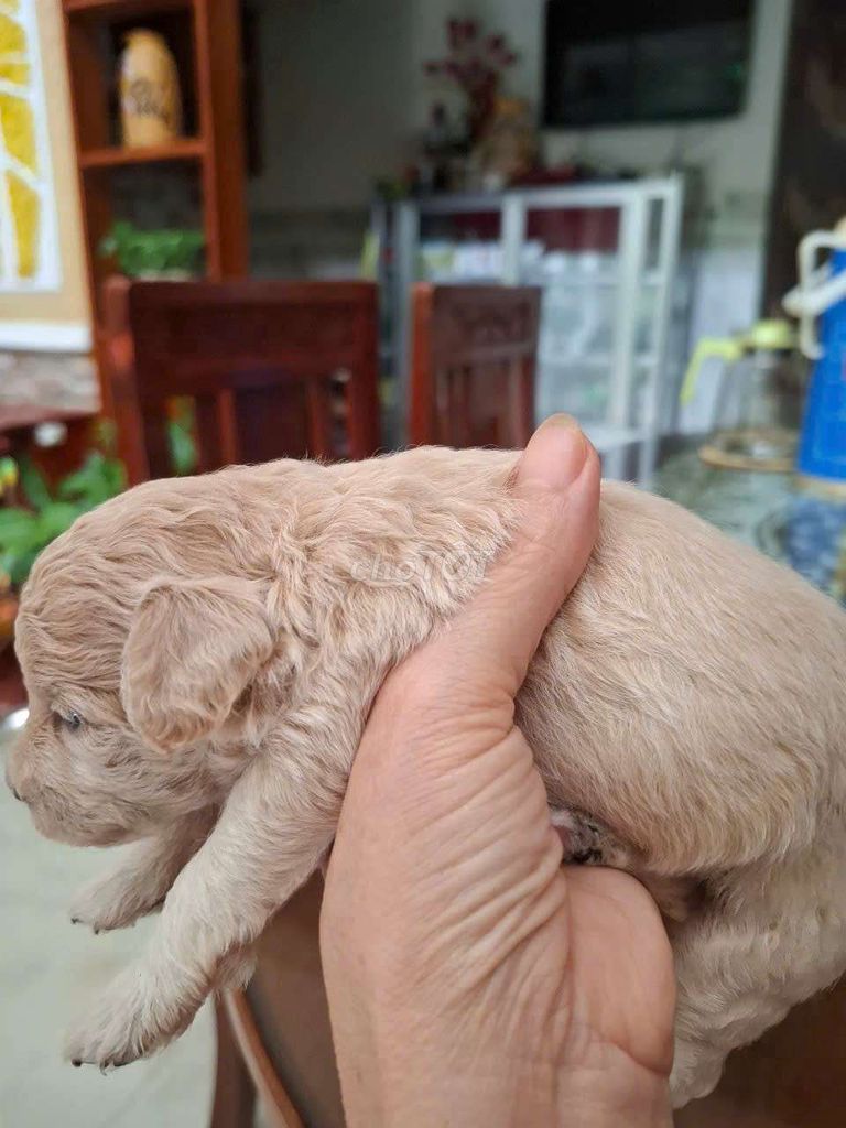 Tìm chủ mới cho cún cưng. Mua bán Chó tại Quận Thanh Khê Đà Nẵng được đăng bởi nga vo van hình 2