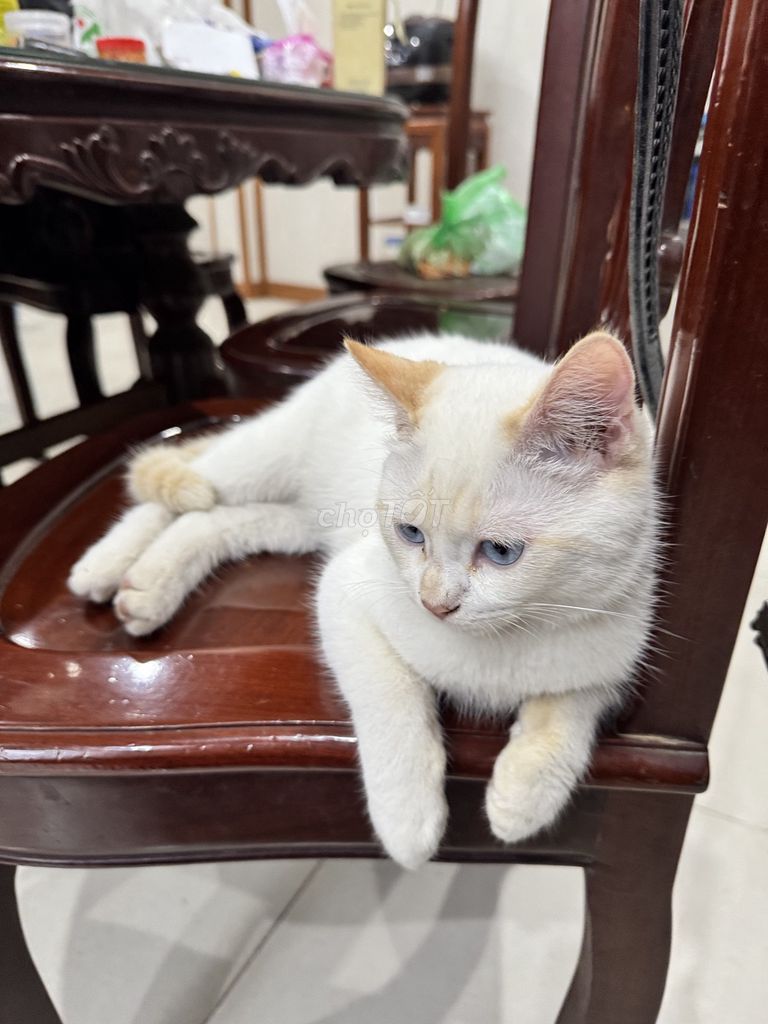 Mèo lông ngắn. Mua bán Mèo tại Quận Long Biên Hà Nội được đăng bởi Nguyễn thị Bích Liên hình 1