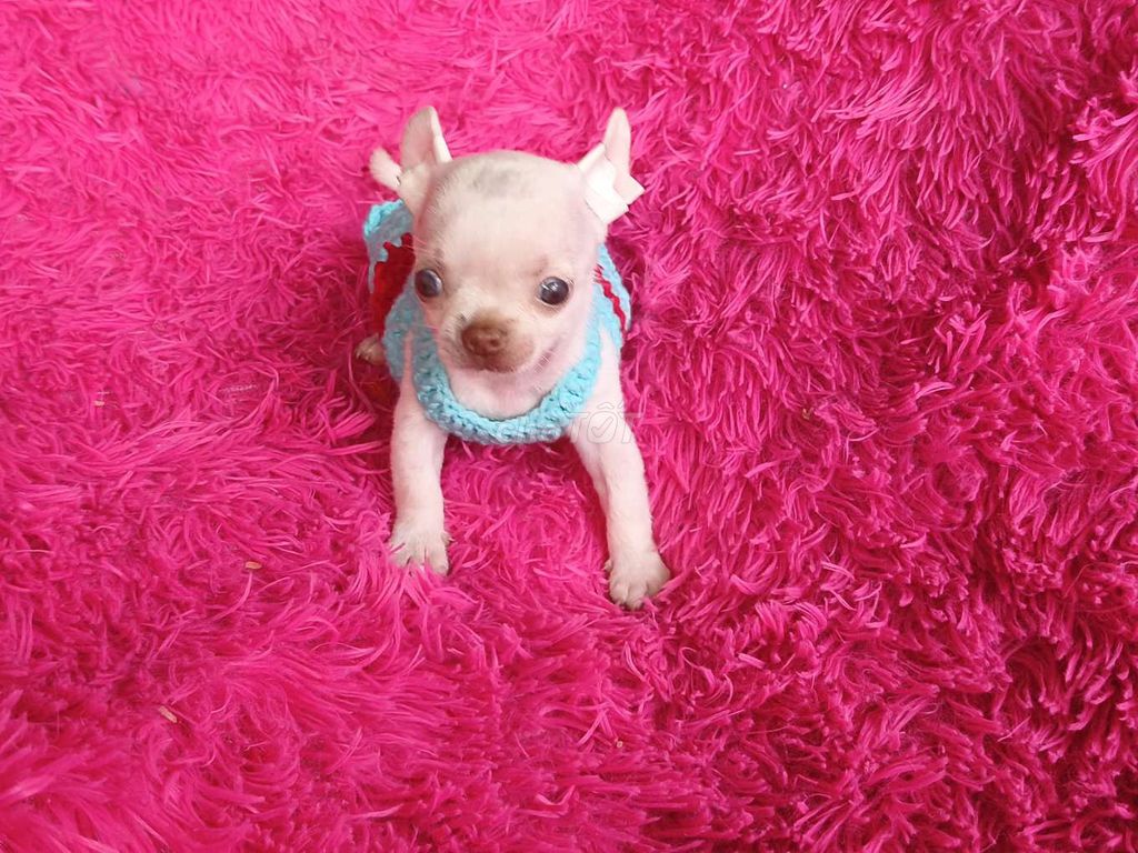 chihuahua boy trắng mũi hồng mắt xanh. Mua bán Chó tại Quận 8 Tp Hồ Chí Minh được đăng bởi ZoZo House Chihuahua hình 1