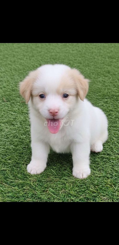 Chó Golden F1 2 tháng đã tiêm có sổ bảo hành. Mua bán Chó tại Quận 12 Tp Hồ Chí Minh được đăng bởi Thi Thi hình 1