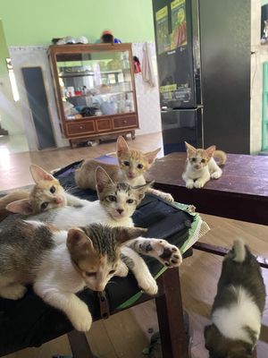 Mèo nhà nuôi