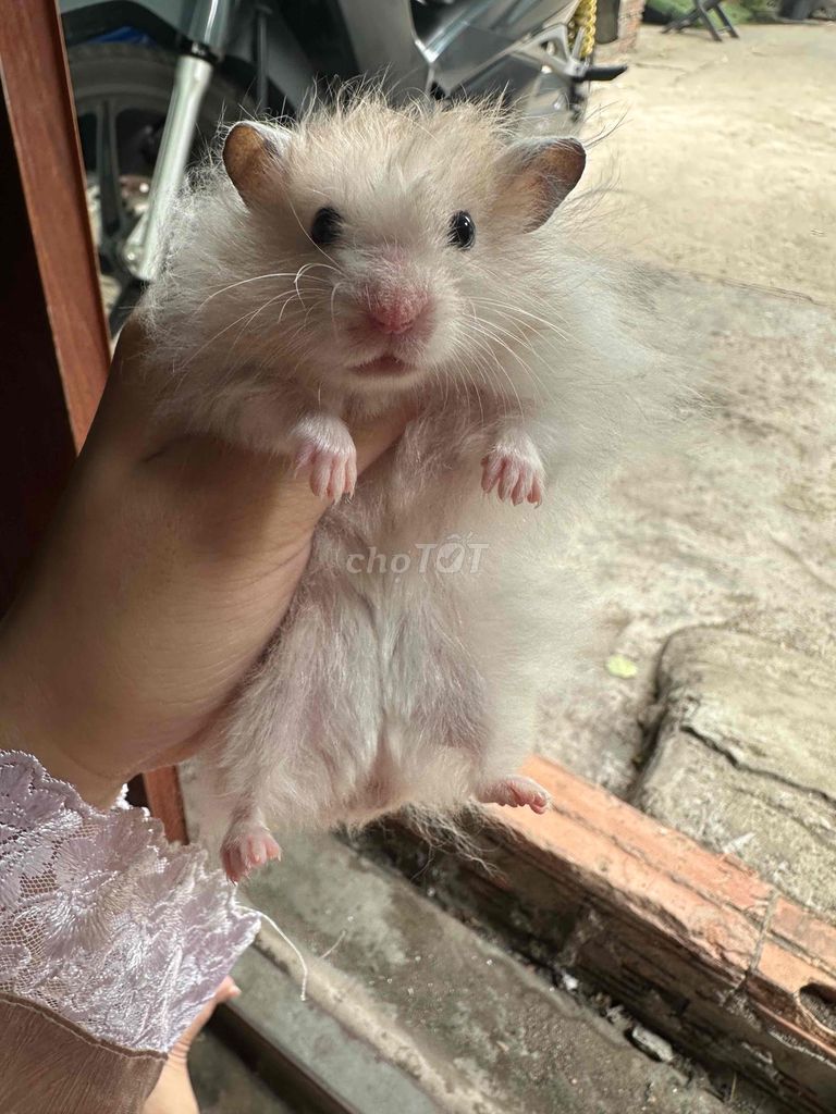 trung tt. Mua bán Thú cưng khác tại Quận 8 Tp Hồ Chí Minh được đăng bởi khoai hametr hình 1