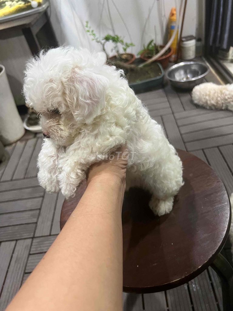 Nhà mih có đàn chó Poodle.được 45 ngày tuổi