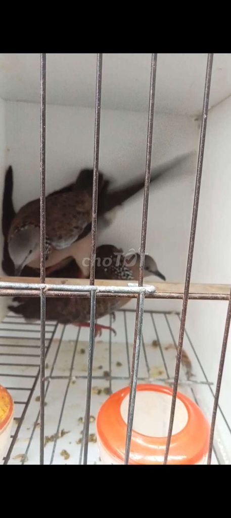 Chim cu gáy màu Nâu. Mua bán Chim tại Quận Long Biên Hà Nội được đăng bởi tổng kho gia dụng  hình 1