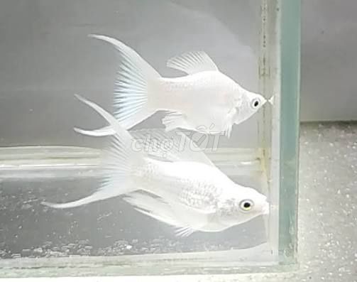 Cá Molly Platinum Trắng ánh kim Hiền lành. Mua bán Thú cưng khác tại Quận Hoàng Mai Hà Nội được đăng bởi Cá cảnh Kim Giang hình 1