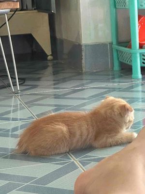 Ba tư dưới 3 tháng, chưa tiêm. Mua bán Mèo tại Thành phố Thủ Đức Tp Hồ Chí Minh được đăng bởi Lan Anh
